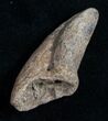 Theropod Foot Claw From Montana - Possible Tyrannosaurid #11827-1